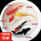 錦鯉魚活體觀賞魚活魚小型易養(yǎng)冷水淡水魚小魚苗錦鯉金魚好看錦鯉 10-12cm 六色錦鯉套餐6條
