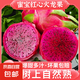 金都一號紅心火龍果 蜜寶新鮮蜜孕婦寶紅肉當(dāng)季水果紅龍果大果 3粒裝 單果200g起