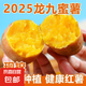 現(xiàn)挖沙地蜜薯紅薯新鮮農(nóng)家糖心番薯烤地瓜軟糯批發(fā)黃心包郵 沙地蜜薯1斤裝 中小果