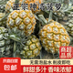 正宗神灣菠蘿蜜味濃郁當(dāng)季生鮮香甜多汁現(xiàn)摘現(xiàn)發(fā)新鮮水果產(chǎn)地直發(fā) 【2個裝】神灣菠蘿單果1.4斤+
