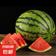 正宗冰糖沙瓤麒麟西瓜 超甜多汁 夏日必備 美都8424麒麟西瓜 8斤-10斤