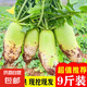 京喜加青頭白蘿卜新鮮生吃涼拌農(nóng)家蔬菜當季水果蘿卜火鍋配菜泡菜 9斤裝