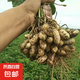 新鮮帶殼花生濕花生現(xiàn)挖現(xiàn)發(fā)應季花生水煮鮮花生 新鮮花生5斤裝