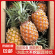 正宗海南金鉆鳳梨菠蘿新鮮菠蘿水果帶皮整箱香水鳳梨壞果包賠 【小果】帶箱9-10斤單果400g+