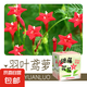 【小花農(nóng)】爬藤花花種植牽?；ɑú璺N植植物杯薄荷金銀花綠植盆栽 爬藤花花系列【羽葉鳶蘿】一盒