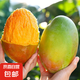 【新鮮上市】正宗攀枝花凱特芒果新鮮水果 帶箱2斤200g+