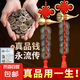 五帝錢真品鎮(zhèn)宅正品入戶門五帝錢掛件銅葫蘆帶朱砂真品銅錢掛大門 1串-真品五帝錢掛件-送掛鉤