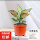 紅如意盆栽 彩色粗肋草萬年青類綠植花卉 好養(yǎng)易活室內(nèi)植物 如意+【原盆盆】
