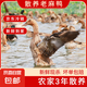 三年老鴨 微山湖散養(yǎng)老麻鴨老鴨子土鴨生鮮鴨肉新鮮現(xiàn)殺 凈重2-2.5斤(三年散養(yǎng)煲湯燉煮)