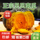 貝貝南瓜正宗板栗味小南瓜新鮮寶寶輔食粉糯營(yíng)養(yǎng)豐富優(yōu)質(zhì)老南瓜 貝貝南瓜凈重 5斤
