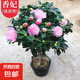 茶花苗山茶花樹苗香妃五色赤丹紅赤丹盆栽濃香型庭院陽臺綠植花卉 香妃茶花4年苗【當年開花】