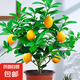 香水檸檬樹苗水果盆栽可食用驅(qū)蚊濃香好養(yǎng)陽臺四季花卉室內(nèi)綠植物 香水檸檬樹40-50cm(原土帶葉 全國可種)