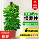 大葉綠蘿柱盆栽辦公室大型綠植物室內(nèi)除甲醛神器百搭好養(yǎng)活 新房必備【活動款】大葉綠蘿柱1.2-1.3米原盆