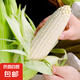 新鮮現(xiàn)摘白/黃鮮玉米 水果甜糯玉米 白色2根 200g起