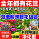 耐寒花種多年生野花組合種子四季開花花籽庭院易種活室外花卉 野花組合1斤【色彩之旅】