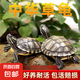 中華草龜包活精品草龜長壽龜觀賞龜墨龜寵物小烏龜金線外塘家養(yǎng) 中華草龜（單身1只） 2-4厘米