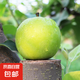 河北青皮蜜梨 酥脆多汁 新鮮采摘 產(chǎn)地直發(fā) 整箱包郵 凈重8斤 單果200g+