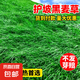 草坪草籽四季常青黑麥草護(hù)坡綠化狗牙根馬尼拉庭院地毯草皮草種子 黑麥草包衣1斤 綠化耐寒