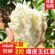 【新薯上市】爆皮王牛奶白心板栗紅薯番薯地瓜整箱蔬菜批發(fā) 粉糯白心番薯（中大果3-6兩） 【劃算】含箱5斤