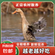 科迪爾 煲湯散養(yǎng)農(nóng)家老鴨子 5.5-6斤/只冷凍生鮮烤鴨食材土鴨燒烤 4年散養(yǎng)老鴨【凈重5.5-6斤】 1只
