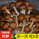 蘑菇種植包菌包家庭種黑平菇香菇金針菇菌包可食用菌新鮮蘑菇菌棒袋裝 茶樹(shù)菇-標(biāo)準(zhǔn)款 4袋裝
