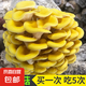 蘑菇種植包菌包家庭種黑平菇香菇金針菇菌包可食用菌新鮮蘑菇菌棒袋裝 榆黃蘑-標準款 4袋裝