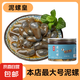 京喜加泥螺醉泥螺即食生腌寧波特產(chǎn)大號無沙腌制海鮮舟山特產(chǎn)黃泥螺 【特大】泥螺皇 500g 易拉罐