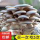 蘑菇種植包菌包家庭種黑平菇香菇金針菇菌包可食用菌新鮮蘑菇菌棒袋裝 平菇包標(biāo)準(zhǔn)款 4袋裝