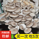蘑菇種植包菌包家庭種黑平菇香菇金針菇菌包可食用菌新鮮蘑菇菌棒袋裝 秀珍菇-標(biāo)準(zhǔn)款 2袋裝