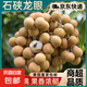 正宗石硤龍眼百年老樹(shù)大果肉厚核小現(xiàn)摘現(xiàn)當(dāng)季生鮮桂圓產(chǎn)地直發(fā) 【凈重8斤】石硤龍眼