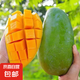 正宗攀枝花金煌芒果帶箱4斤300g+（yfs） 攀枝花金煌芒果 帶箱4斤 【單果300g以上】