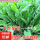 進(jìn)口牧草種子四季多年生黑麥草魚草四季可種喂養(yǎng)雞鴨鵝豬牛羊種籽 大葉菊苣包衣 250克