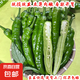 湖南本地新鮮薄皮青椒超市生鮮蔬菜辣椒炒菜伴侶微辣 嘗鮮 1斤 ±0.1斤* 1箱