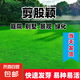 進口草坪草籽四季常青狗牙根黑麥草剪股穎高羊茅庭院綠化護坡種子 剪股穎凈籽 500克