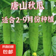 水果黃瓜種子高產(chǎn)壓趴架四季盆栽春秋黃瓜種旱籽大棚陽臺蔬菜種子 原裝正品唐山秋瓜種子約50粒 1包