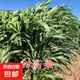 進口牧草種子四季多年生黑麥草魚草四季可種喂養(yǎng)雞鴨鵝豬牛羊種籽 甜高粱種子（牧草型） 250克