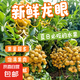 廣東龍眼新鮮現(xiàn)摘石峽儲(chǔ)良當(dāng)季清甜桂圓多汁新鮮水果產(chǎn)地直達(dá) 高州產(chǎn)地(石峽龍眼)皮薄多汁爆甜 熱銷裝--(1斤)開箱冷藏2小時(shí)口感更佳
