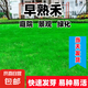 進口草坪草籽四季常青狗牙根黑麥草剪股穎高羊茅庭院綠化護坡種子 早熟禾凈籽 500克