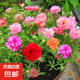 太陽花種子重瓣混色四季開花庭院陽臺盆栽易活室內外大花馬齒莧 重瓣太陽花種子3萬粒
