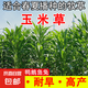 進口牧草種子四季多年生黑麥草魚草四季可種喂養(yǎng)雞鴨鵝豬牛羊種籽 墨西哥玉米草種子 250克