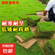 草皮真草坪種子帶泥土別墅花園綠化四季青果嶺草臺(tái)灣草草皮帶土 庭院果嶺草耐寒耐高溫0.5平方