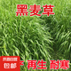 進口牧草種子四季多年生黑麥草魚草四季可種喂養(yǎng)雞鴨鵝豬牛羊種籽 【耐寒耐旱】一年生黑麥草種子 250克