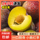 現(xiàn)摘現(xiàn)發(fā)四川小脆紅李新鮮李子生鮮水果孕婦可食 單果15g+ 帶箱2斤