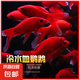 冷水鸚鵡魚招財魚血鸚鵡紅金魚冷水觀賞魚活體魚苗好養(yǎng)耐活發(fā)財魚 冷水血鸚鵡9條【8-10cm】