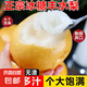 豐水梨冰糖豐水梨秋月梨脆甜多汁當(dāng)季生鮮新鮮水果梨子源頭直發(fā) 【豐水梨4.5斤】單果300g+