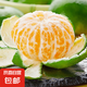 京喜加云南湖北青皮蜜桔橘子高山青皮酸桔子應(yīng)季時(shí)令水果孕婦生鮮 蜜桔帶箱2斤50-60mm