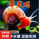 蘋果螺鮮活迷你除藻螺觀賞除藻神器套餐清潔凈魚缸 蘋果螺0.5-1cm 10個(gè)/送5個(gè)備損