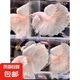 【泰國進(jìn)口精品斗魚】觀賞魚苗金魚熱帶好養(yǎng)耐活體淡水半月婚紗魚 SS級*粉白象耳下單送魚食