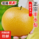 山東豐水梨子新鮮水果黃皮花脆甜酥翠冠酥雪梨當(dāng)季采摘源頭直發(fā) 豐水梨3斤  單果300g+