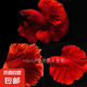 【泰國(guó)進(jìn)口精品斗魚】觀賞魚苗金魚熱帶好養(yǎng)耐活體淡水半月婚紗魚 S級(jí)*紅色公下單送魚食